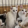 里親決定。ミルクちゃん譲渡会参加 サムネイル2