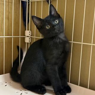 穏やかで甘えん坊な黒猫　月齢約4ヶ月　オス