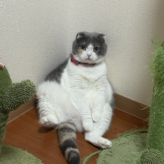 のんびりスコのらんちゃん