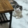 のんびりスコのらんちゃん サムネイル3