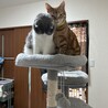 のんびりスコのらんちゃん サムネイル4