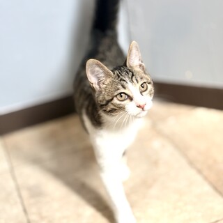推定2026年4月生まれ︎︎♂リポビタンくん