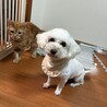 みんな大好き！あまあまマルプー サムネイル3