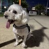 みんな大好き！あまあまマルプー サムネイル4