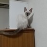 つぶらな瞳のお嬢さん・りんごちゃん サムネイル5