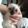 つぶらな瞳のお嬢さん・りんごちゃん サムネイル6