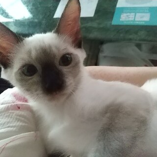 【トライアル中】つぶらな瞳のお嬢さん・りんごちゃん
