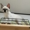 つぶらな瞳のお嬢さん・りんごちゃん サムネイル4