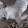 つぶらな瞳のお嬢さん・りんごちゃん サムネイル7