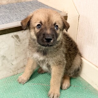 とても幼く小さくフレンドリーな子犬「ザラメ君」