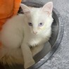 毛長めの白猫！アオちゃん(男の子)甘えん坊 サムネイル2