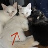 毛長めの白猫！アオちゃん(男の子)甘えん坊 サムネイル3