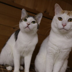 「猫の駅」保護猫譲渡会 サムネイル2