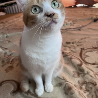 急募！里親募集