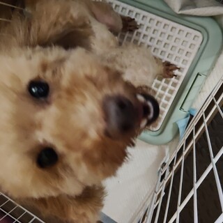 トイプードル