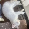 毛長めの白猫！アオちゃん(男の子)甘えん坊 サムネイル4