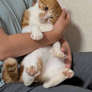 お顔がまんまる茶白くん