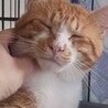 お顔がまんまる茶白くん サムネイル5