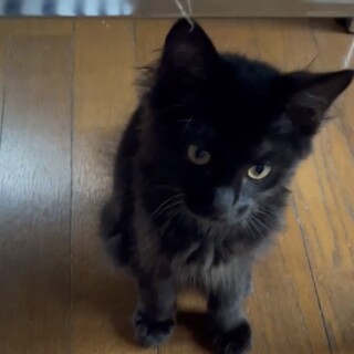 毛長めの黒猫！クロちゃん