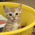  優しくてほんわかな性格のチャーシュー君