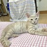 凛々しくてやんちゃな性格のメンマ君 サムネイル4