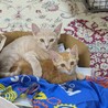 凛々しくてやんちゃな性格のメンマ君 サムネイル5