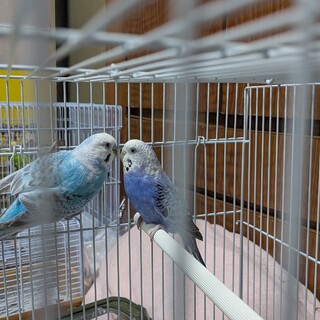 保護セキセイインコ青系色2羽