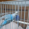 保護セキセイインコ青系色2羽 サムネイル2