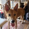 ジャッピーくん サムネイル1
