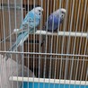 保護セキセイインコ青系色2羽 サムネイル3