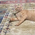 猫ちゃんのお友達と仲良く遊べるラキくん♡!!