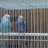 保護セキセイインコ青系色2羽 サムネイル4