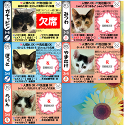 「８月1日ラブとハッピー府中 保護猫譲渡会ご報告」サムネイル2