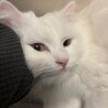 あやりぃぶ