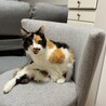 エンミミ