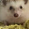 ハリネズミの里親さん募集 サムネイル2