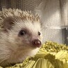ハリネズミの里親さん募集 サムネイル3