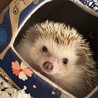 ハリネズミの里親さん募集 サムネイル4