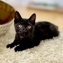 黒猫男の子生後3ヶ月