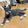 グレーの毛並み4兄弟❤️甘えん坊「アオ君」 サムネイル3