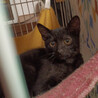 猫は好き、人は嫌い（泣き）上級者向き『タク』 サムネイル2