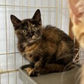 美人になりますサビちゃん！
