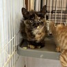 美人になりますサビちゃん！ サムネイル2