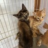 美人になりますサビちゃん！ サムネイル3
