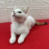 足元注意！いつも傍から離れない白三毛姉妹❤ミンミン サムネイル2