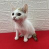 足元注意！いつも傍から離れない白三毛姉妹❤ミンミン サムネイル3