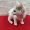 足元注意！いつも傍から離れない白三毛姉妹❤ミンミン サムネイル4