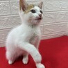 足元注意！いつも傍から離れない白三毛姉妹❤リンリン サムネイル5