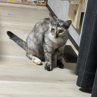 ゴロスリ人が大好き