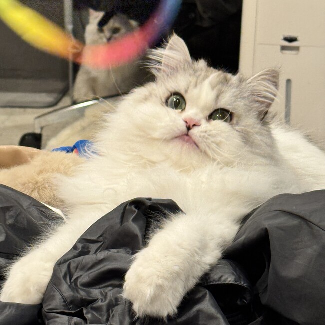 winkyちゃんのカバー写真